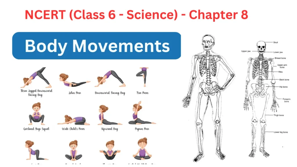 Body Movements