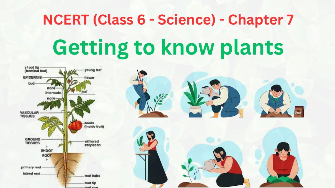 Getting to know plants - Ars Study Point