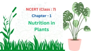 Nutrition in Plant
